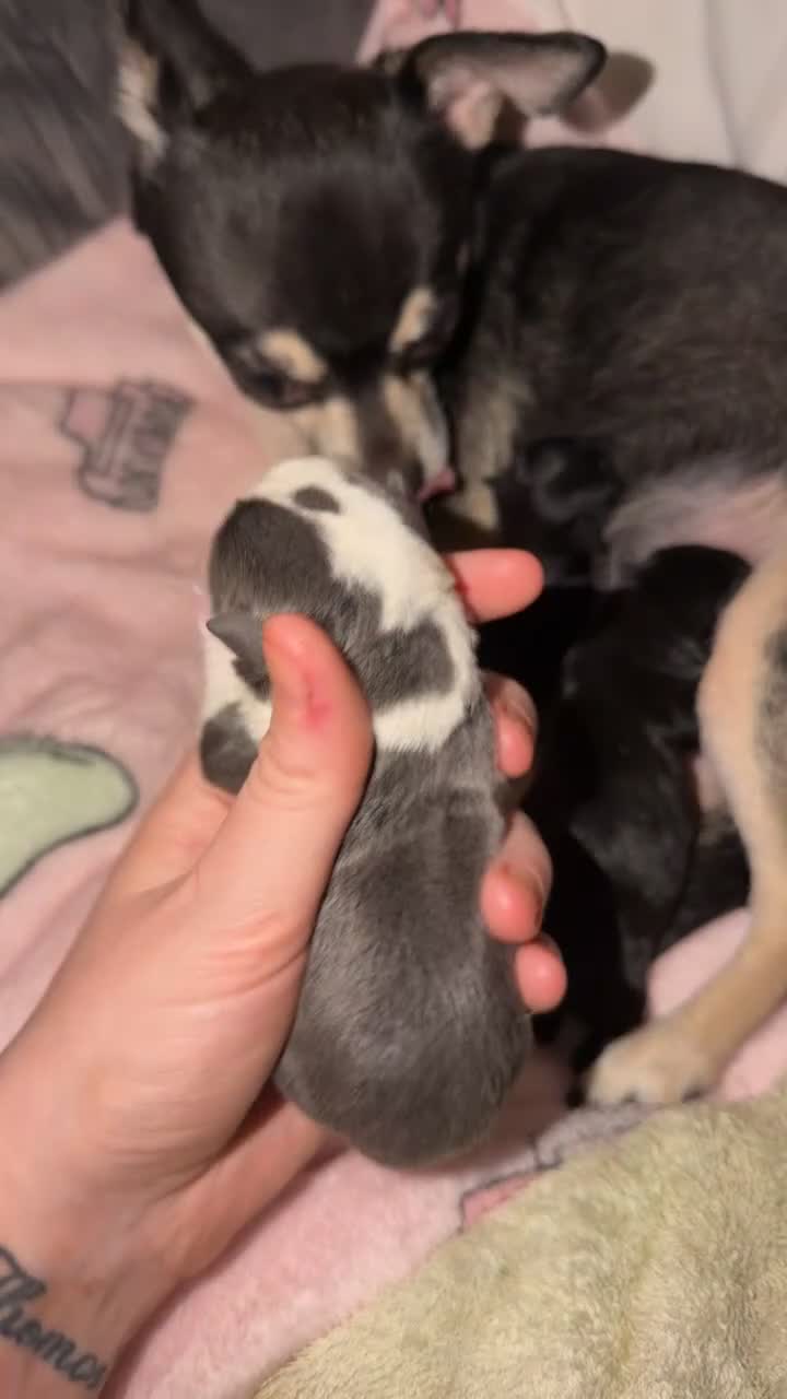 Chihuahua dogs for sale: stunning chihuahua pups  - Video 1