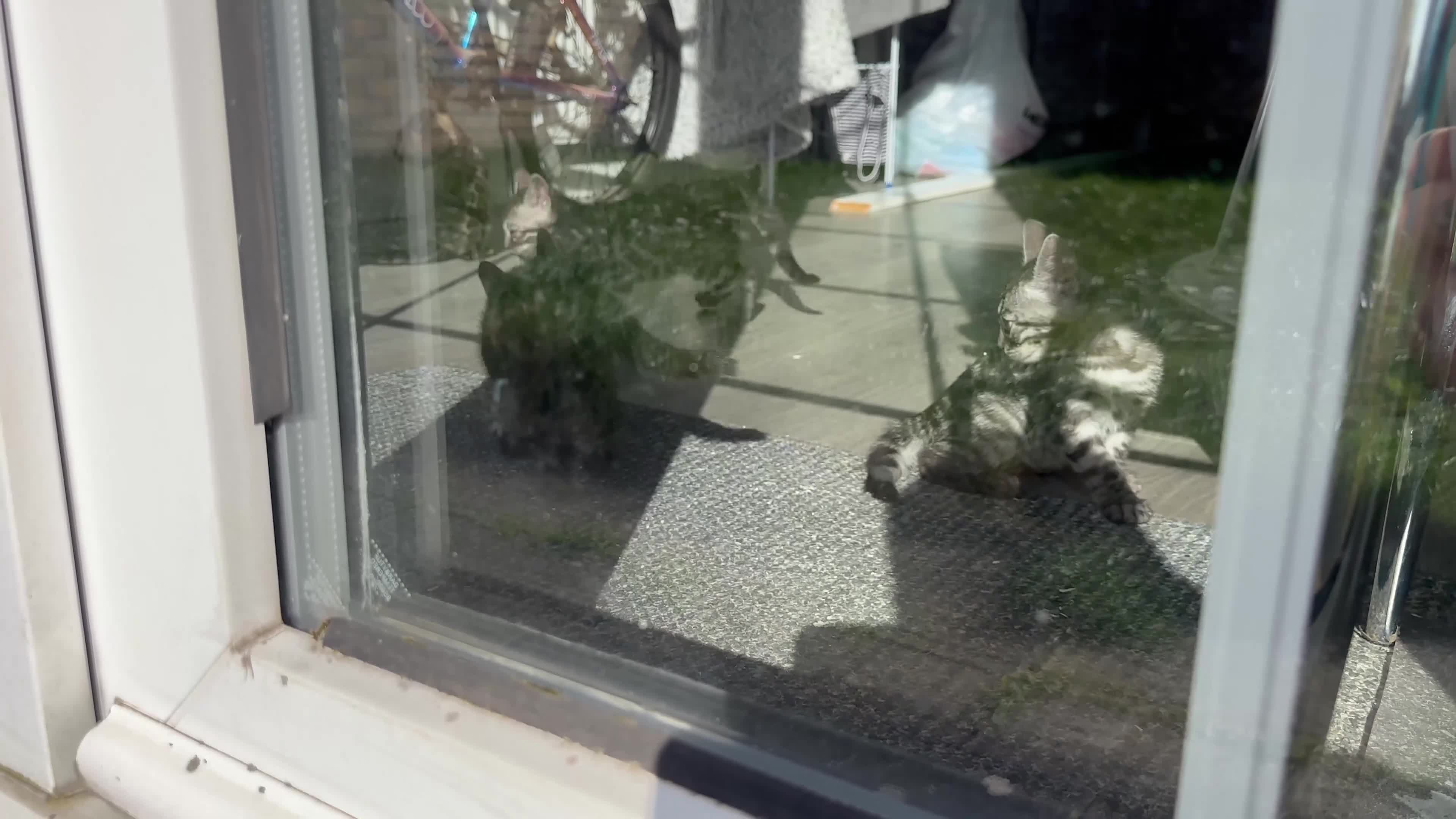 Bengal cats for sale: Exceptional kittens in silver, brown and charcoal - Video 1