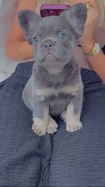 French Bulldog dogs for sale: Lovely fluffy frenchies - Video 1