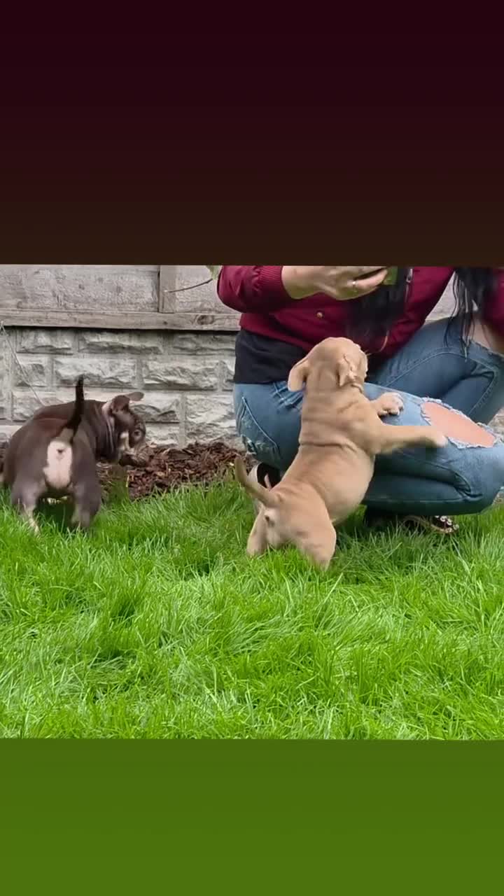 American Bully dogs for sale: 3 Stunning Correct Female Pocket Bullies  - Video 1