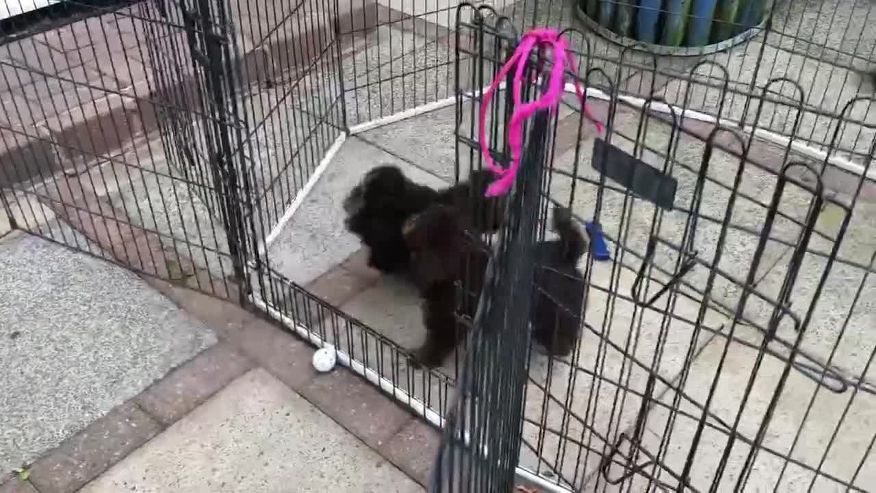 Toy Poodle dogs for sale: Adorable Toy Poodle Girl - Video 1