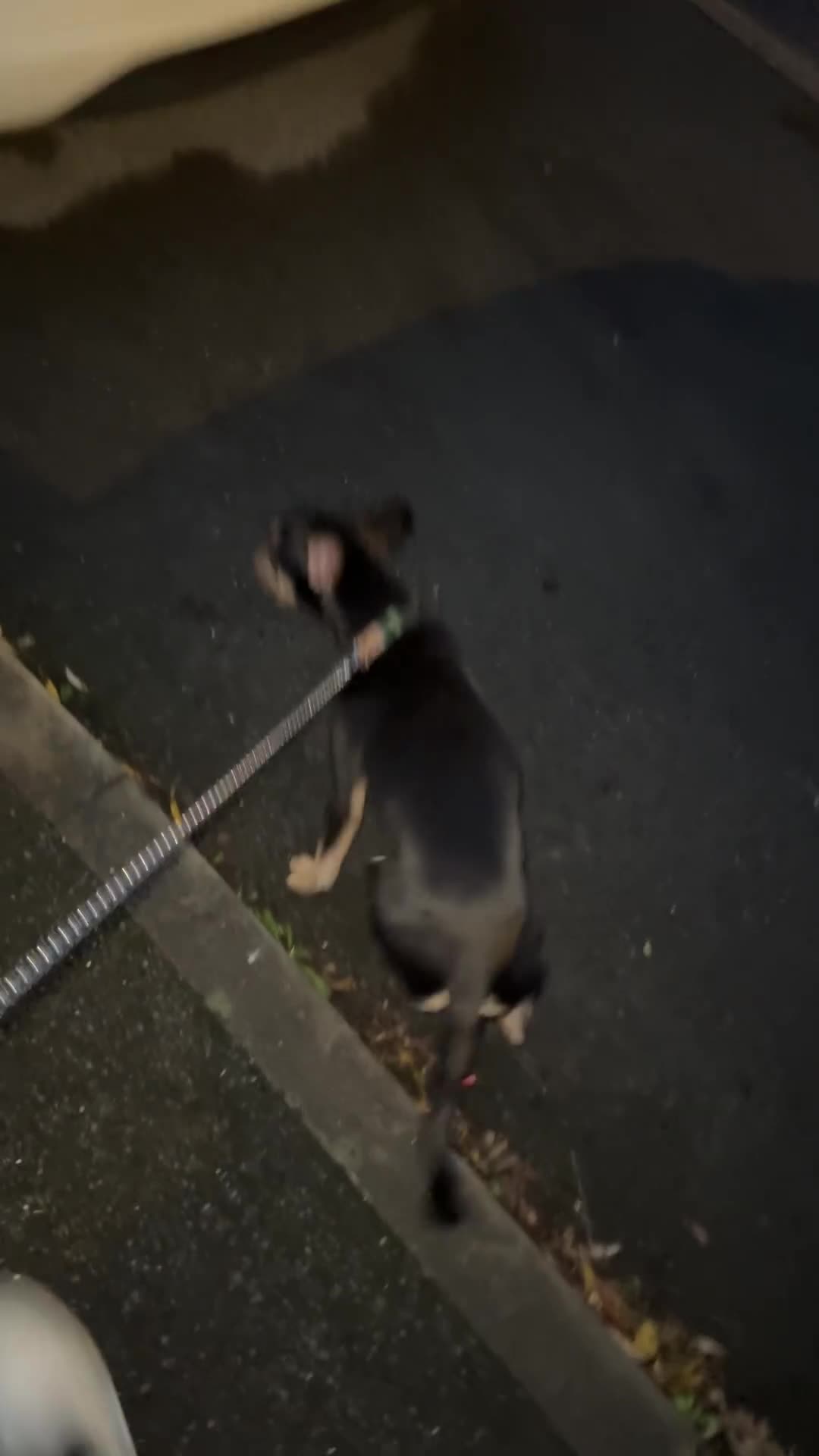 Mixed Breed dogs for sale: Doberman mixed breed male 3 months - Video 5