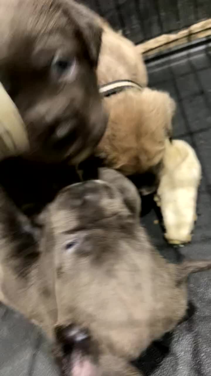 Cane Corso dogs for sale: Cane corso puppies - Video 1