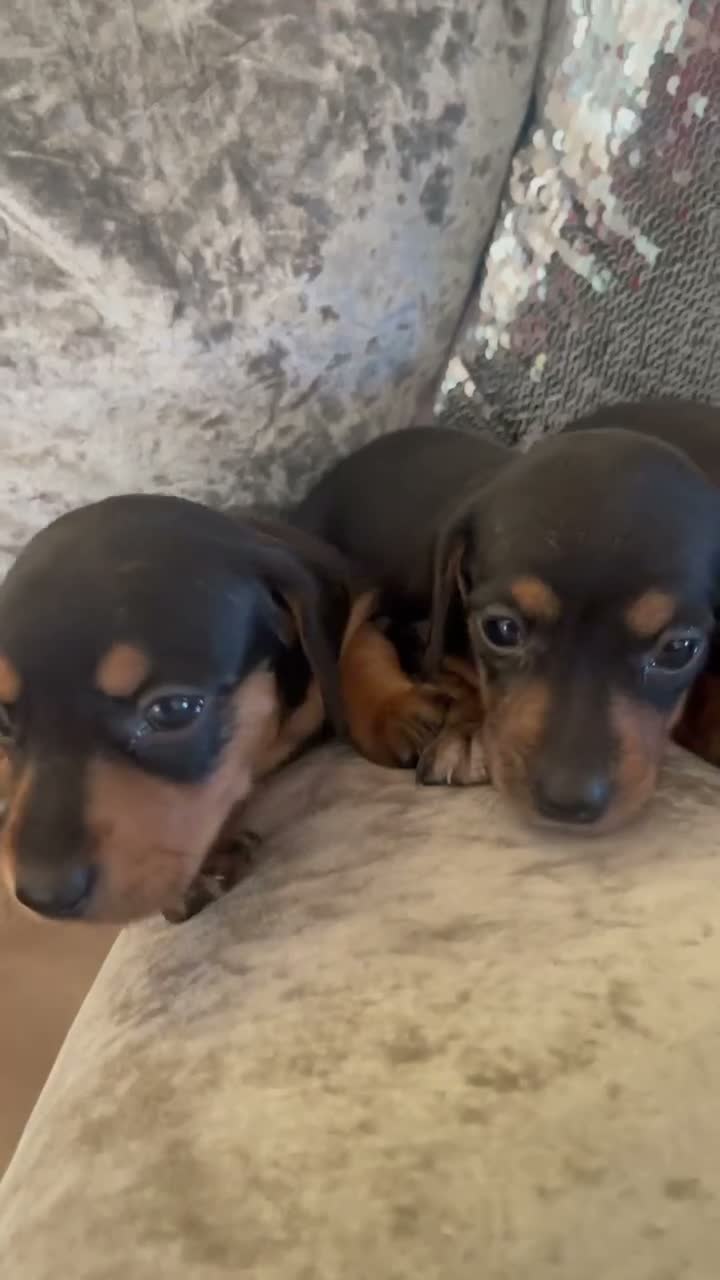Miniature Dachshund dogs for sale: Miniature dachshund puppies - beautiful  - Video 1