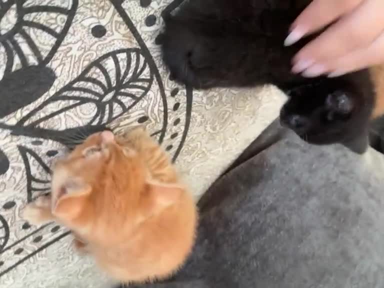 Mixed Breed cats for sale: Cute kittens in Doncaster - Video 2