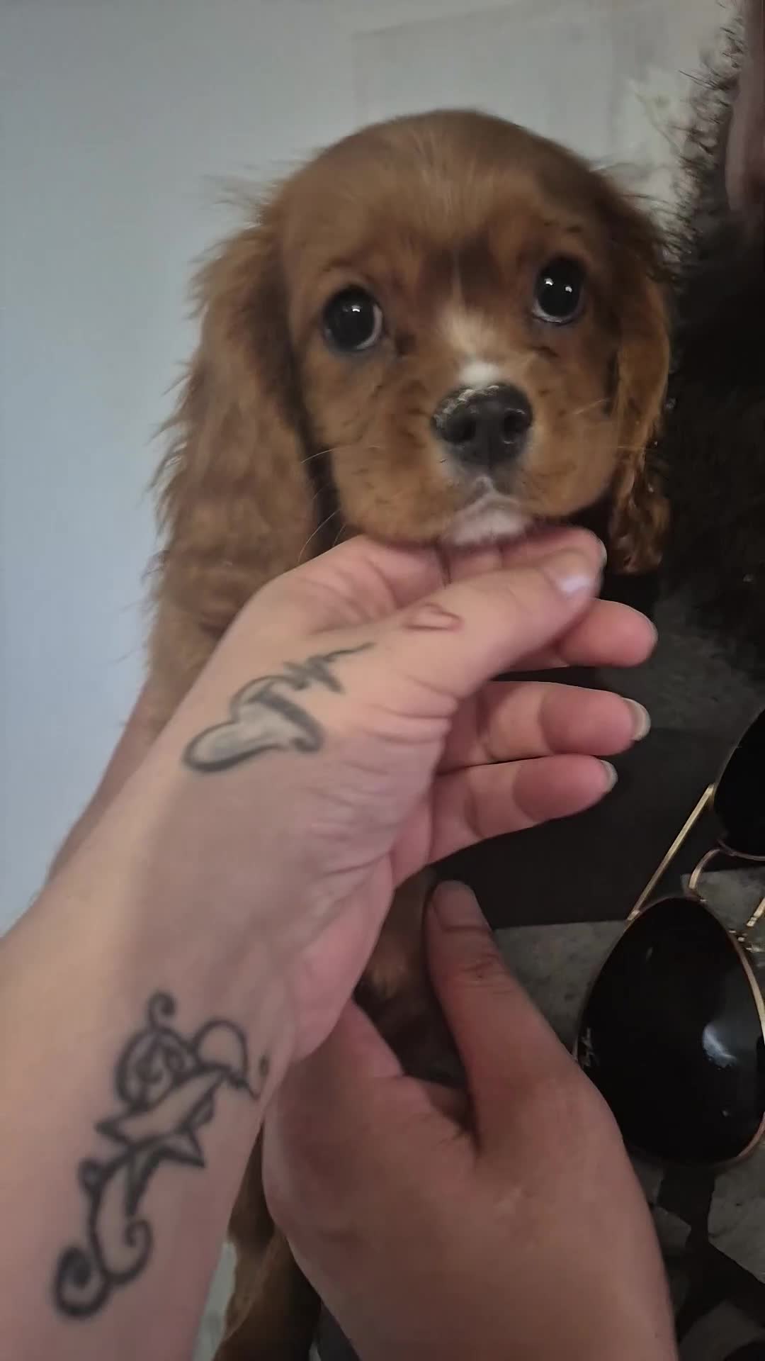 King Charles Spaniel dogs for sale: king charles cavalier pups READY NOW - Video 1