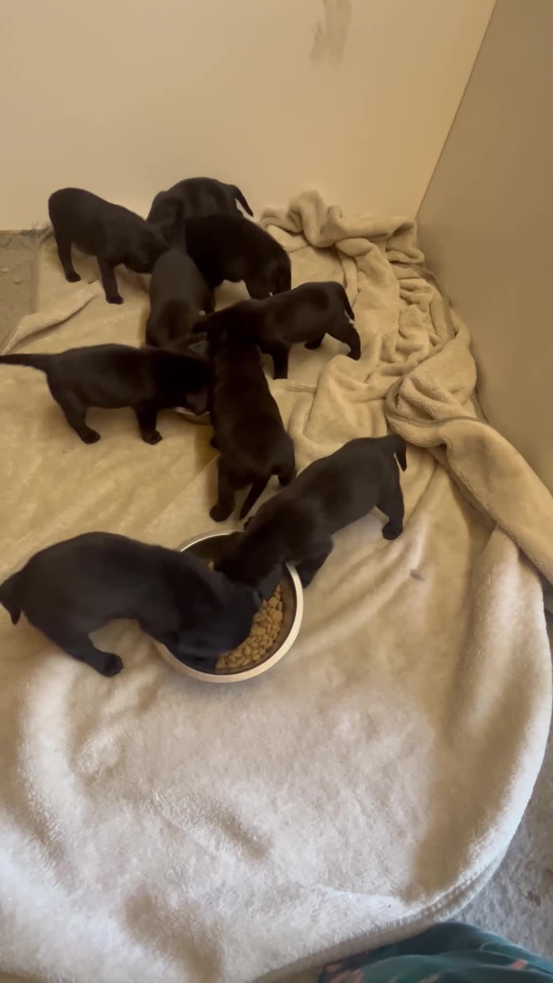 Labrador Retriever dogs for sale: Labrador Puppies  KC Reg Stunning  - Video 1
