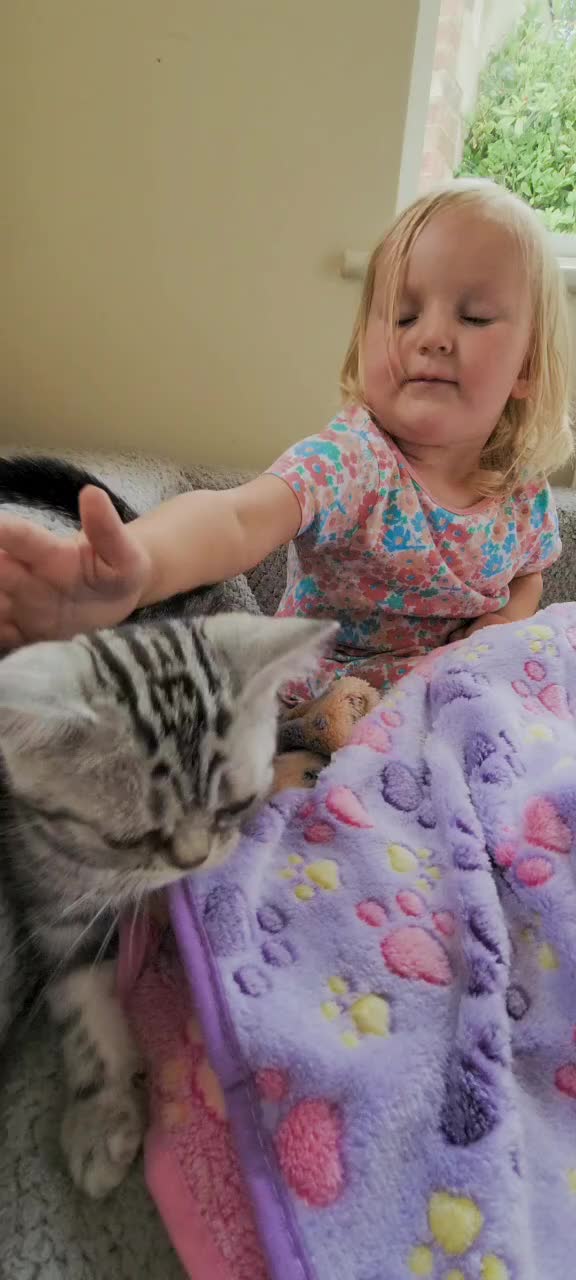 British Shorthair cats for sale: Ready to collect British Shorthair Silver Tabby in Rochester - Video 3