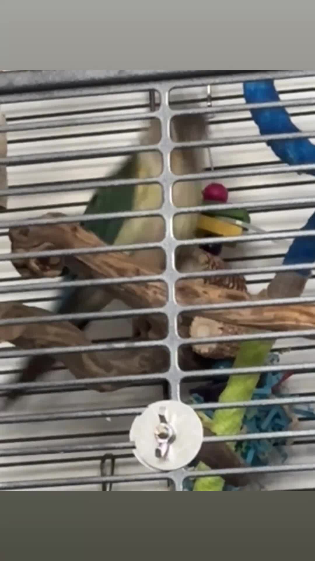 Conures birds for sale: Green Cheek Conure for sale - Video 1