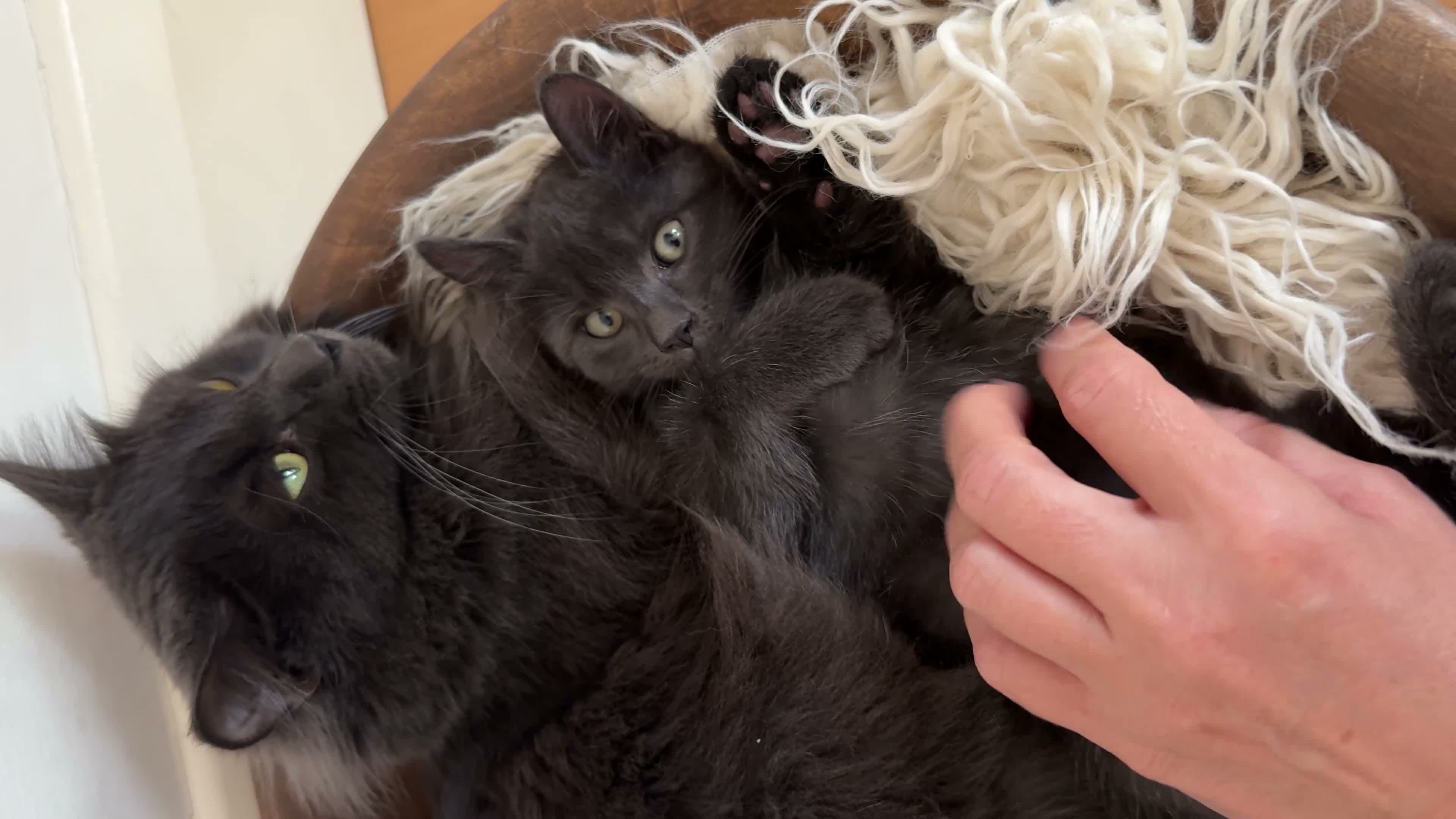 Mixed Breed cats for sale: Two beautiful kittens looking for loving homes in Staines - Video 1