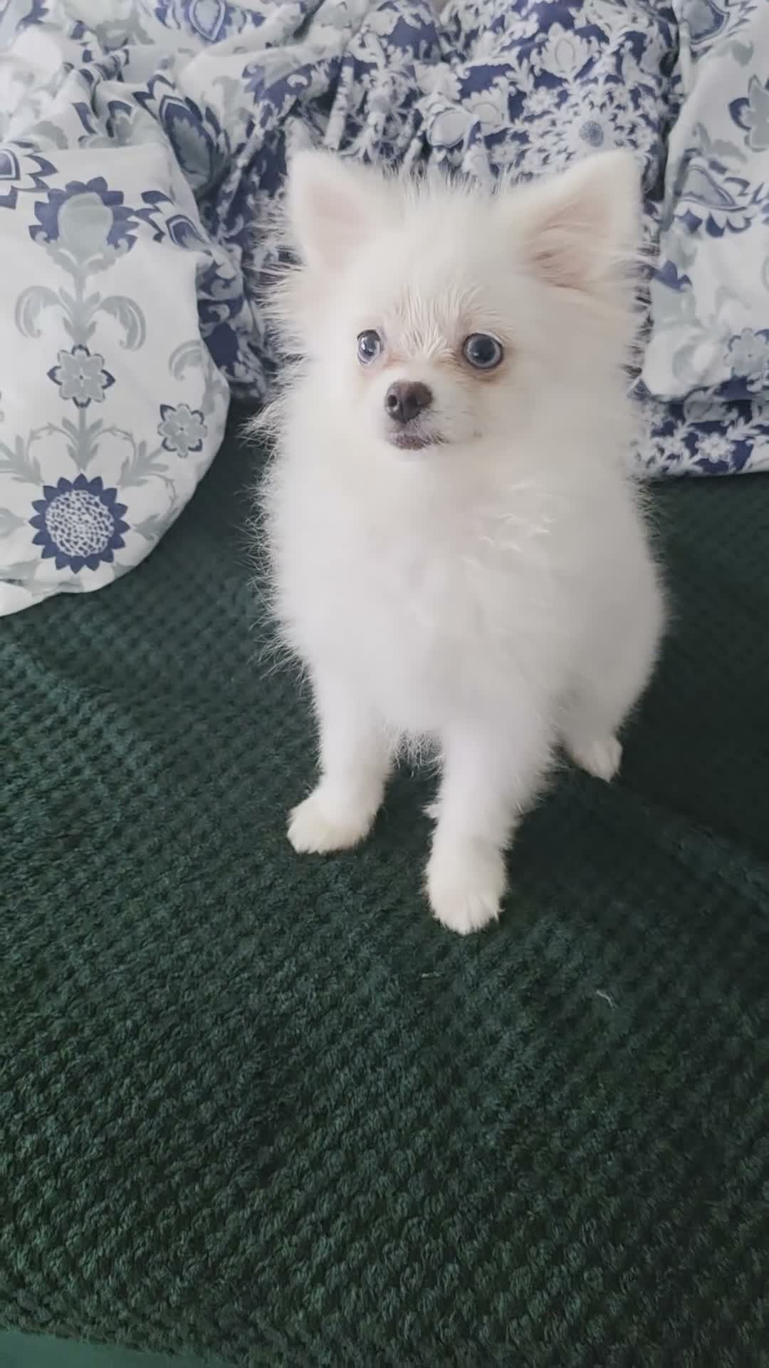 Pomeranian dogs for sale: Adorable tiny pomeranian girl - Video 1