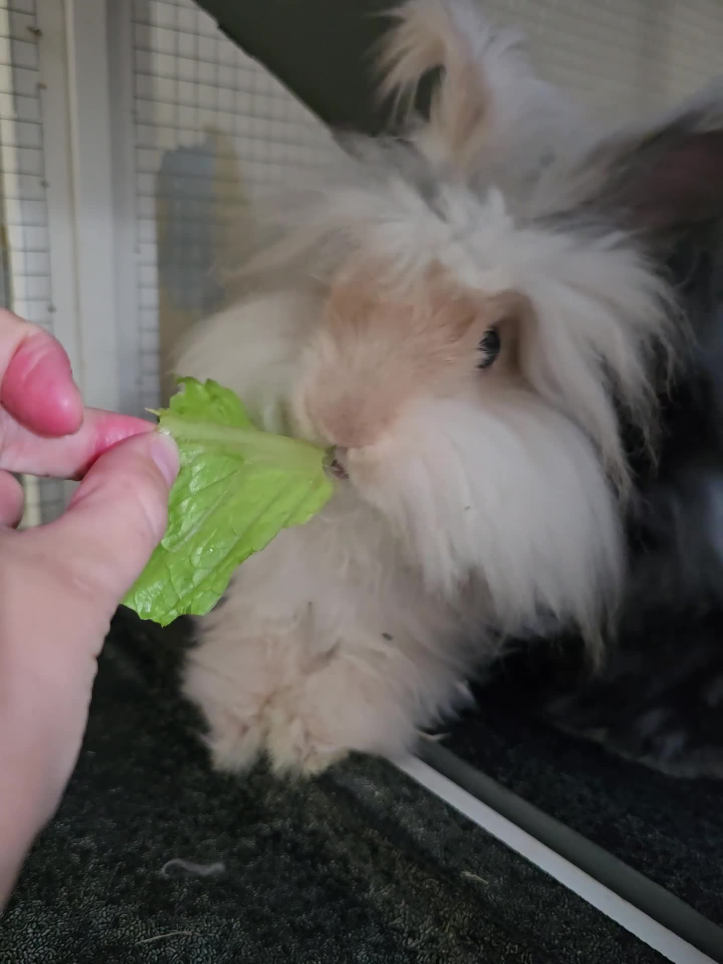 Mixed Breed rabbits for sale: Teddywidder rabbits needing a loving home - Video 1