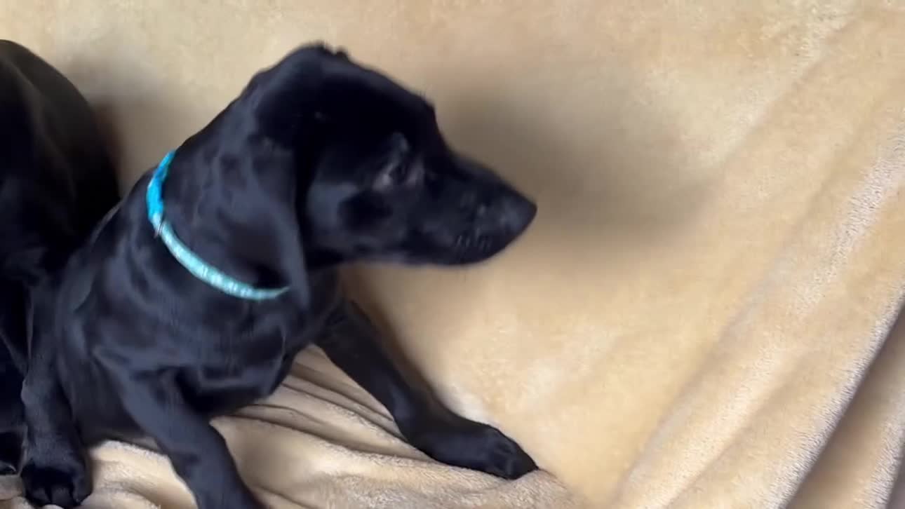 Labrador Retriever dogs for sale: KC Fully Health Tested Outstanding Working Line - Video 1