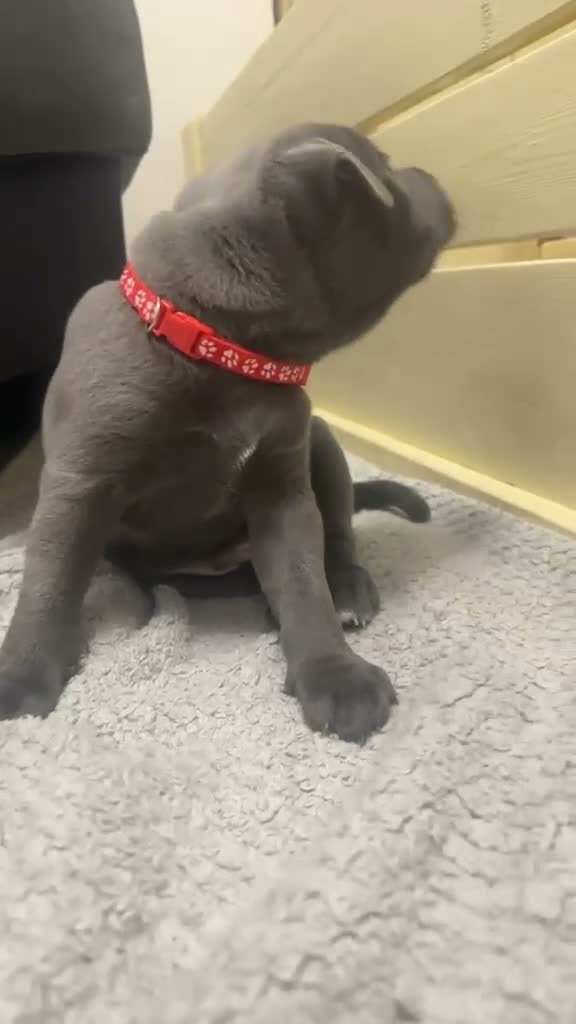 Staffordshire Bull Terrier dogs for sale: Staffordshire Bull Terrier Pups - 4 Gorgeous Pups in Spalding - Video 4