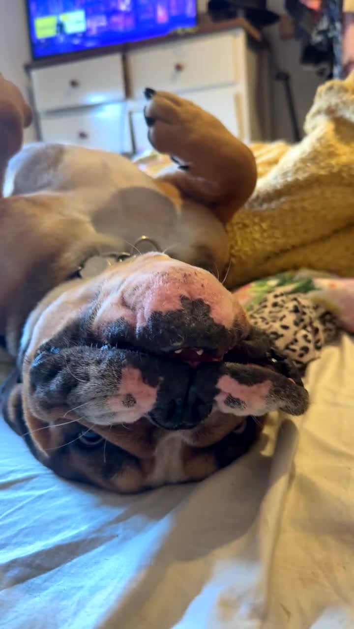 English Bulldog dogs for stud: Blungle needs to be a daddy  - Video 1