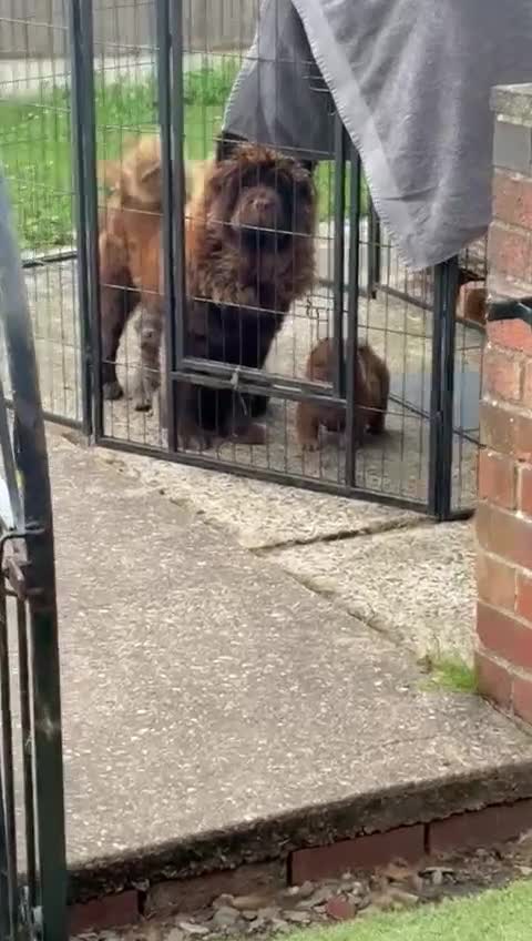 Chow Chow dogs for sale: Lilac and chocolate chows AT carriers  - Video 1
