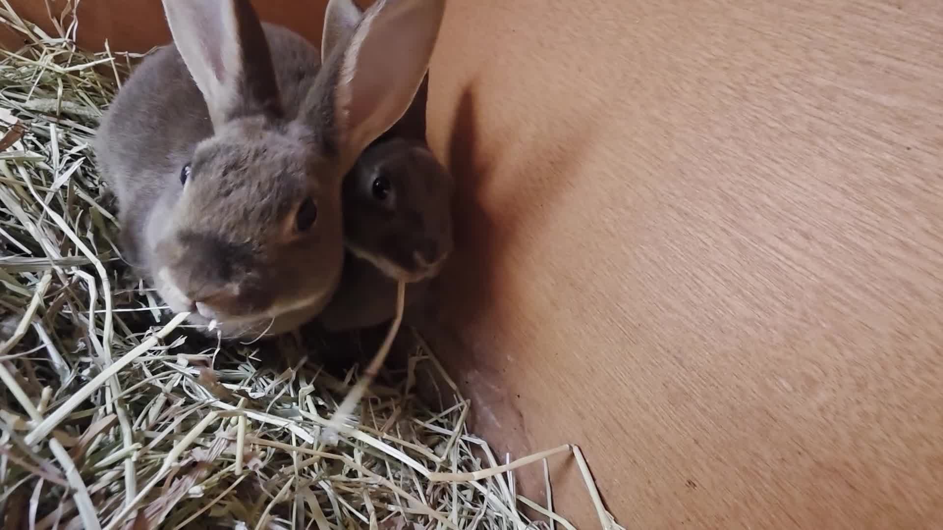 Rex rabbits for sale: Chocolate otter mini rex - Video 1
