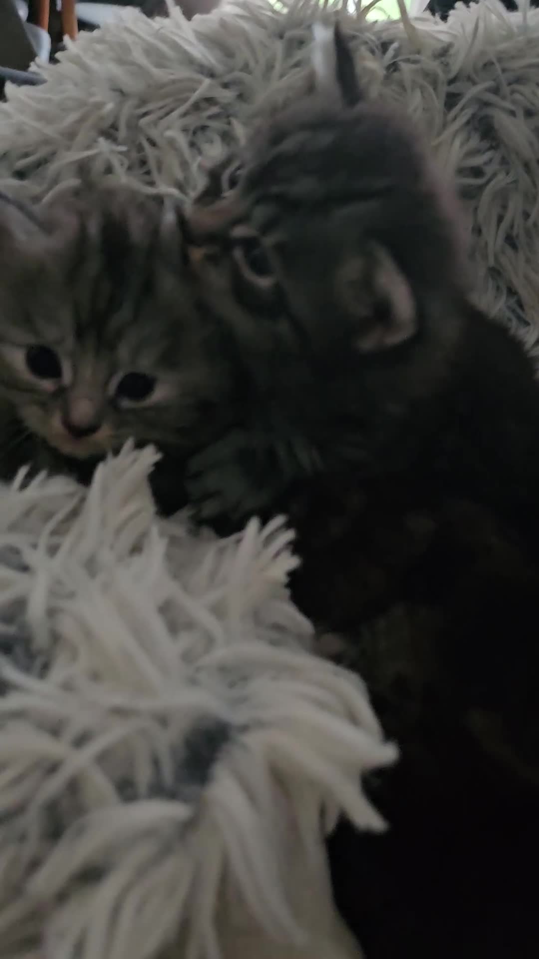 British Longhair cats for sale: Longhaired grey and black kittens, 2 ready now - Video 1