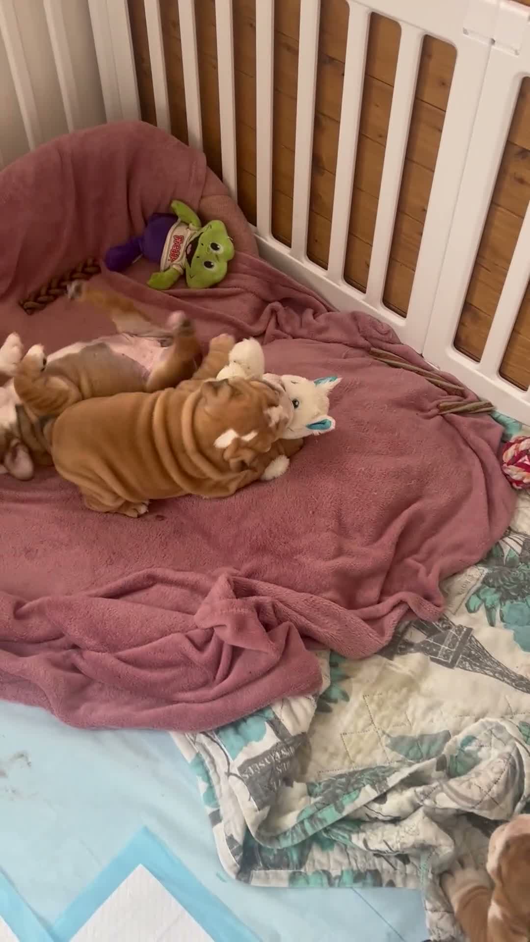 English Bulldog dogs for sale: Beautiful English Bulldog Puppies in Tywyn - Video 1