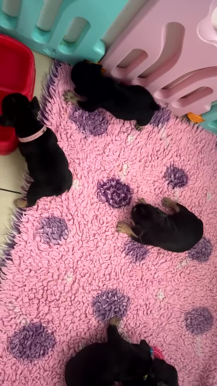 French Bulldog dogs for sale:  REDUCED, 1 GIRL LEFT French bulldog puppies  - Video 1