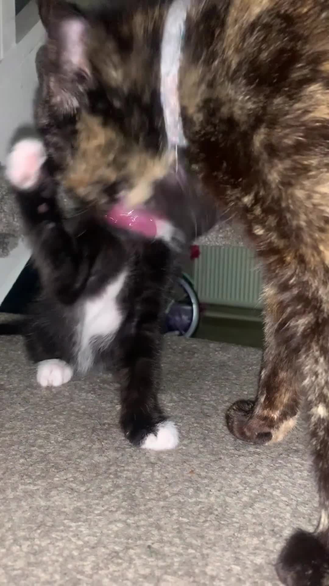 Mixed Breed cats for sale: Male kitten - Video 1