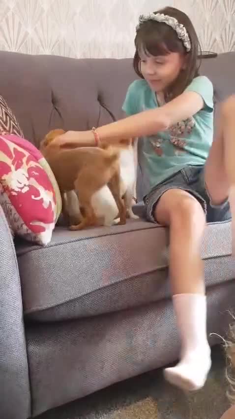 Chihuahua dogs for adoption: ❤️🐶 TOFFEE & COOKIE 🐶❤️ - Video 1