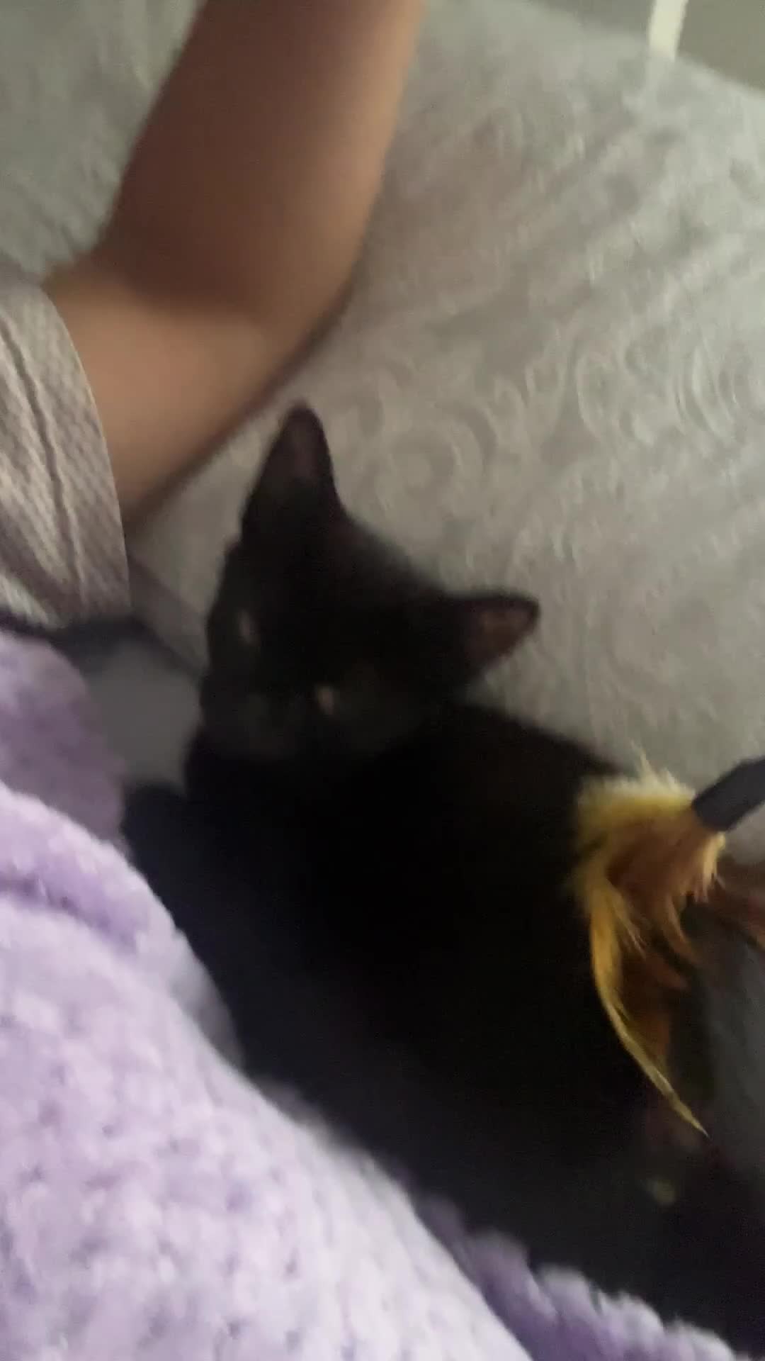 British Shorthair cats for sale: Little Nyx in Dagenham - Video 1