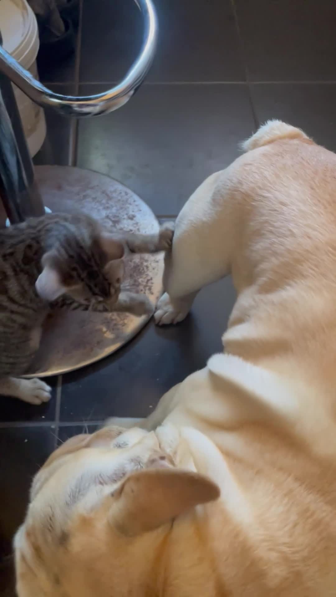 Bengal cats for sale: ♥️IAM ❤️WATCH ALL MY VIDEOS👀FOR MUMMY OR DADDY ❤️ - Video 5