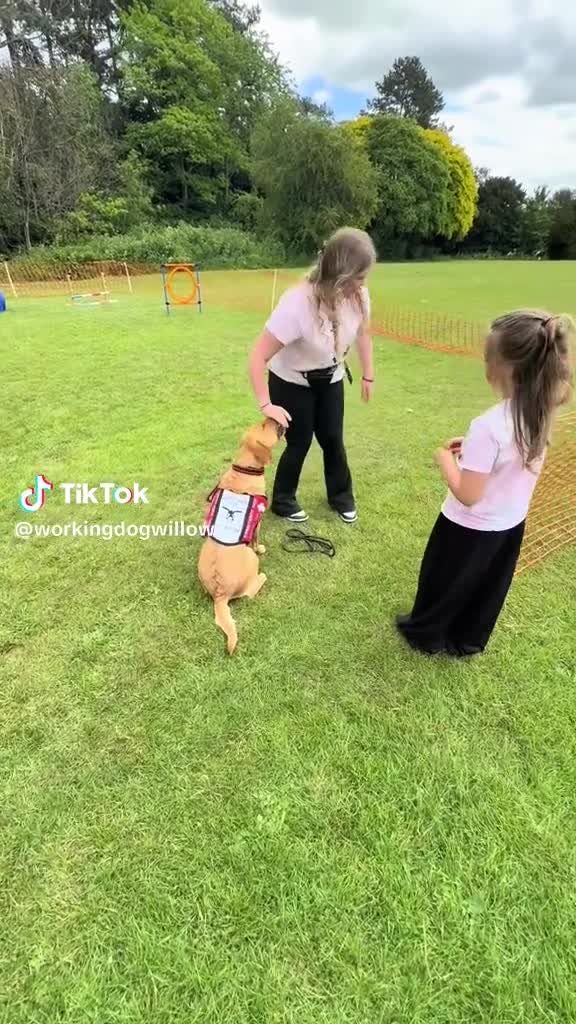 Labrador Retriever dogs for sale: Beautiful Fox Red KC Labrador puppies  - Video 2