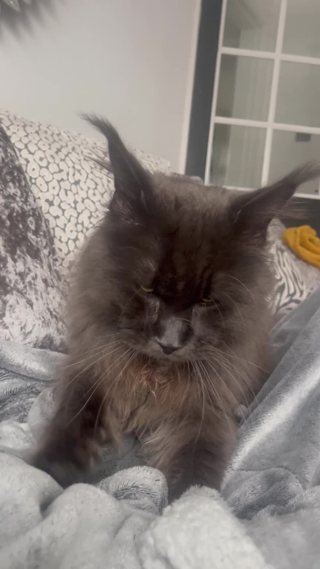Maine Coon cats for sale: Maincoon kittens  - Video 1