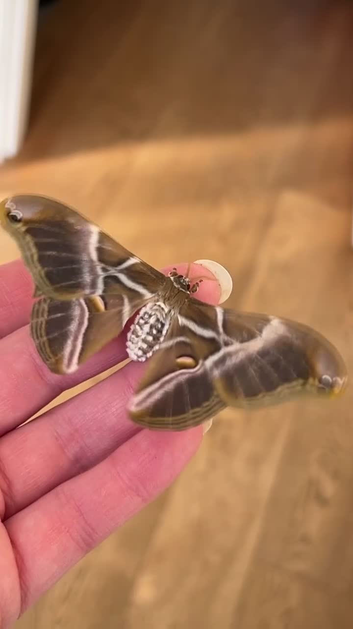 Mixed Breed invertebrates for sale: Samia Hybrid Moth Caterpillars  - Video 1