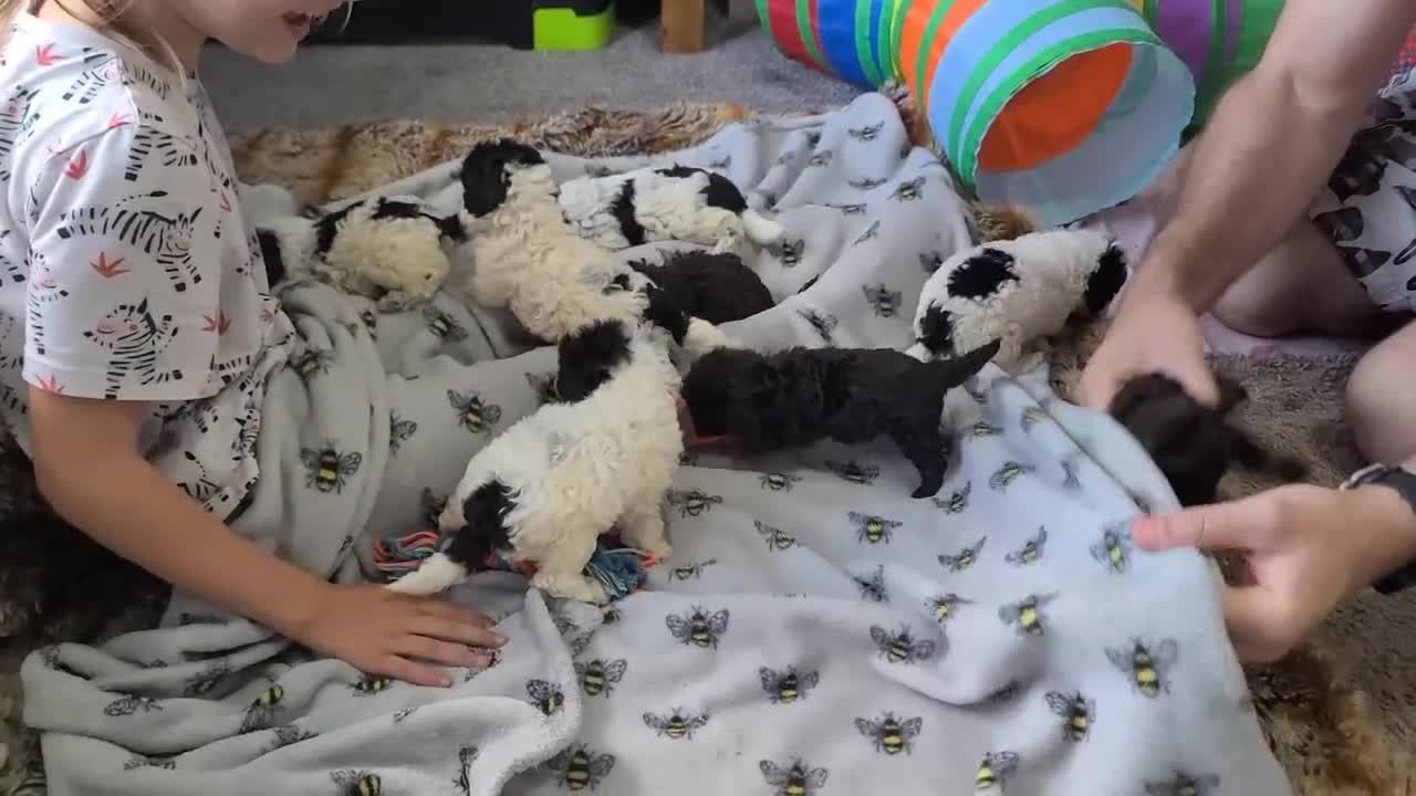 Cockapoo dogs for sale: SUPER PLUSH COATS. F1b Cockapoos. Health Tested - Video 3