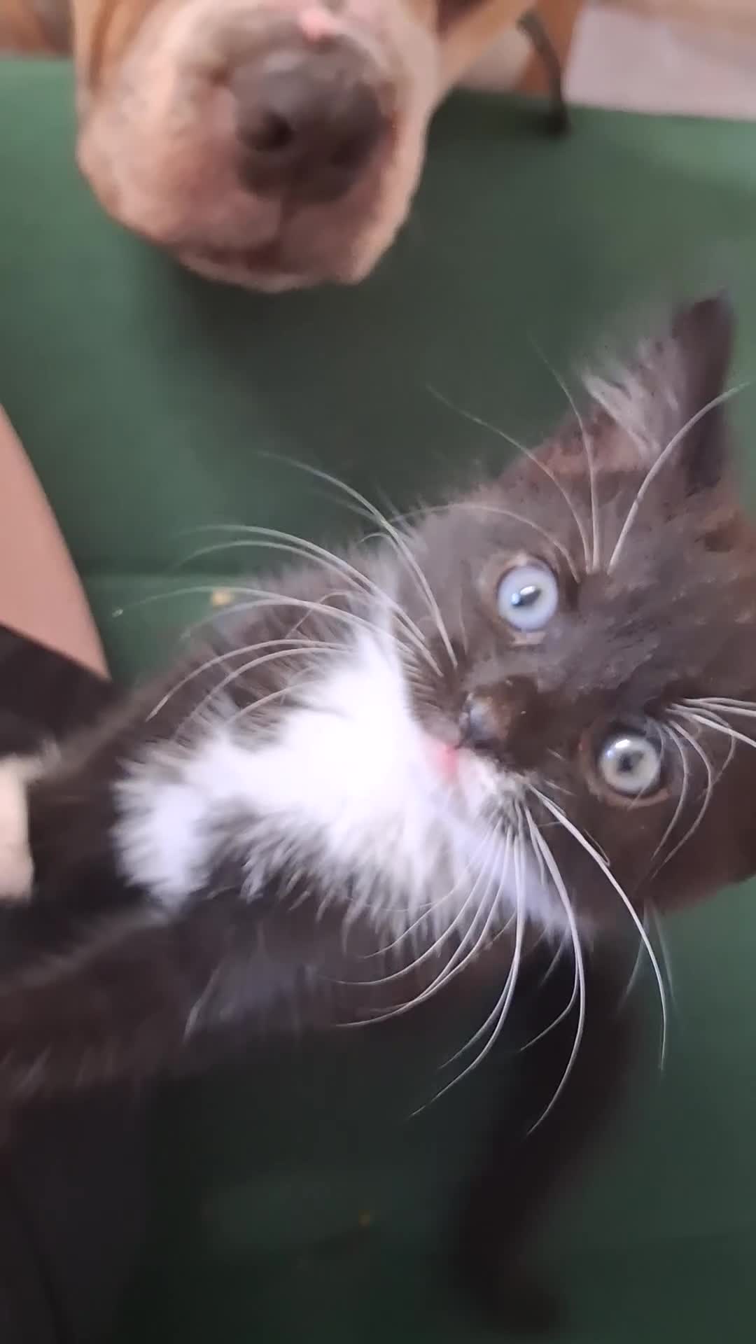 Mixed Breed cats for sale: Female tuxedo kitten needing loving home - Video 1