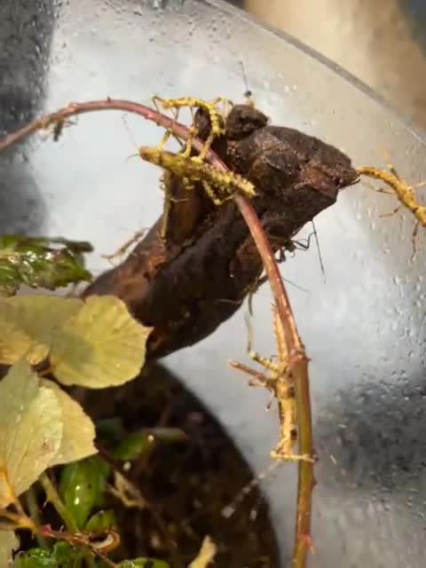 Stick Insects invertebrates for sale: Giant thorny stick insects for sale  - Video 1