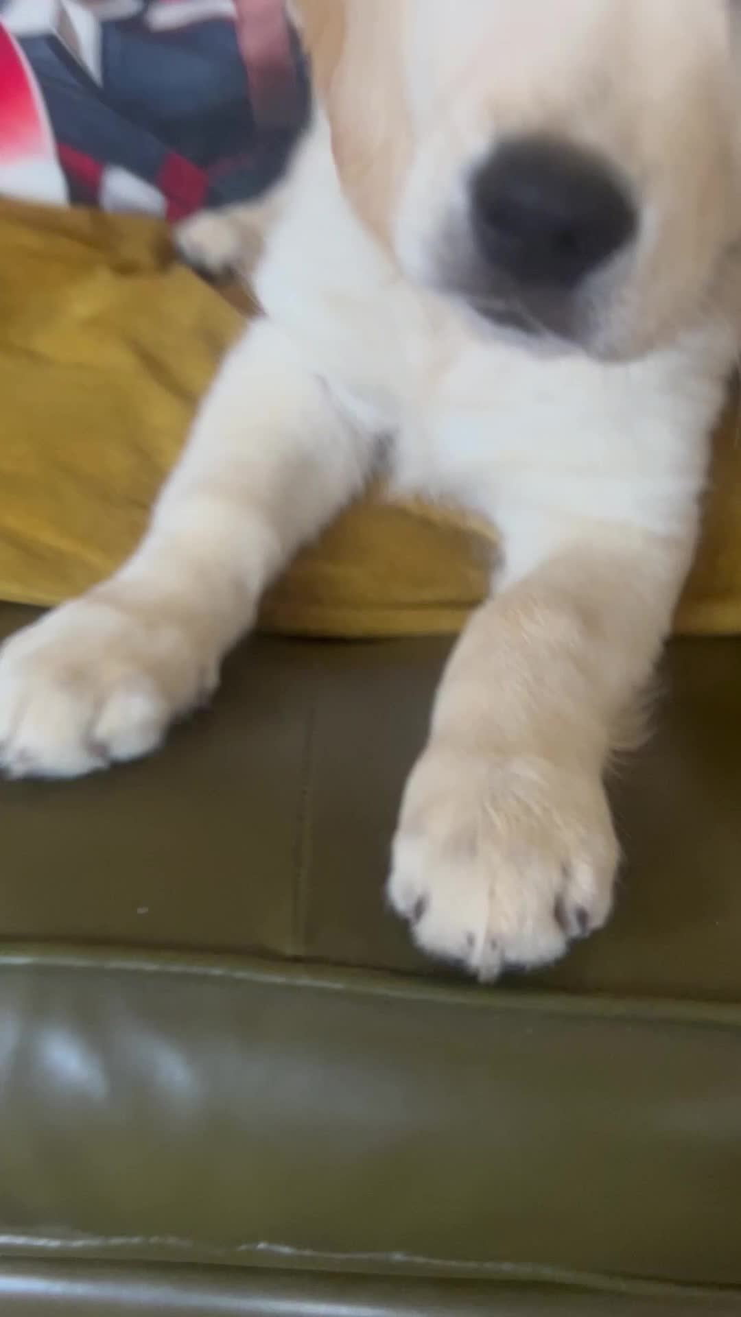 Mixed Breed dogs for sale: Dakota sports retriever. Only Mr Grey left. 😮  - Video 2