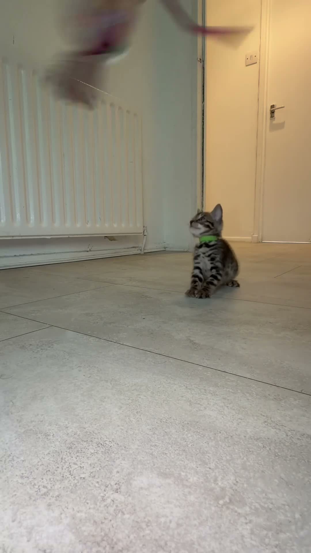 Bengal cats for sale: Bengal Male Kittens  - Video 1