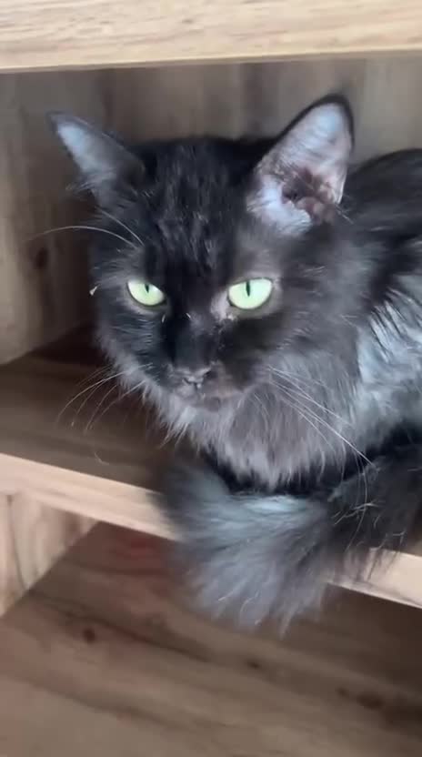 Mixed Breed cats for adoption: COLA -MIX PERSIAN AFFECTIONATE CALM BOY NEUTERED  - Video 1