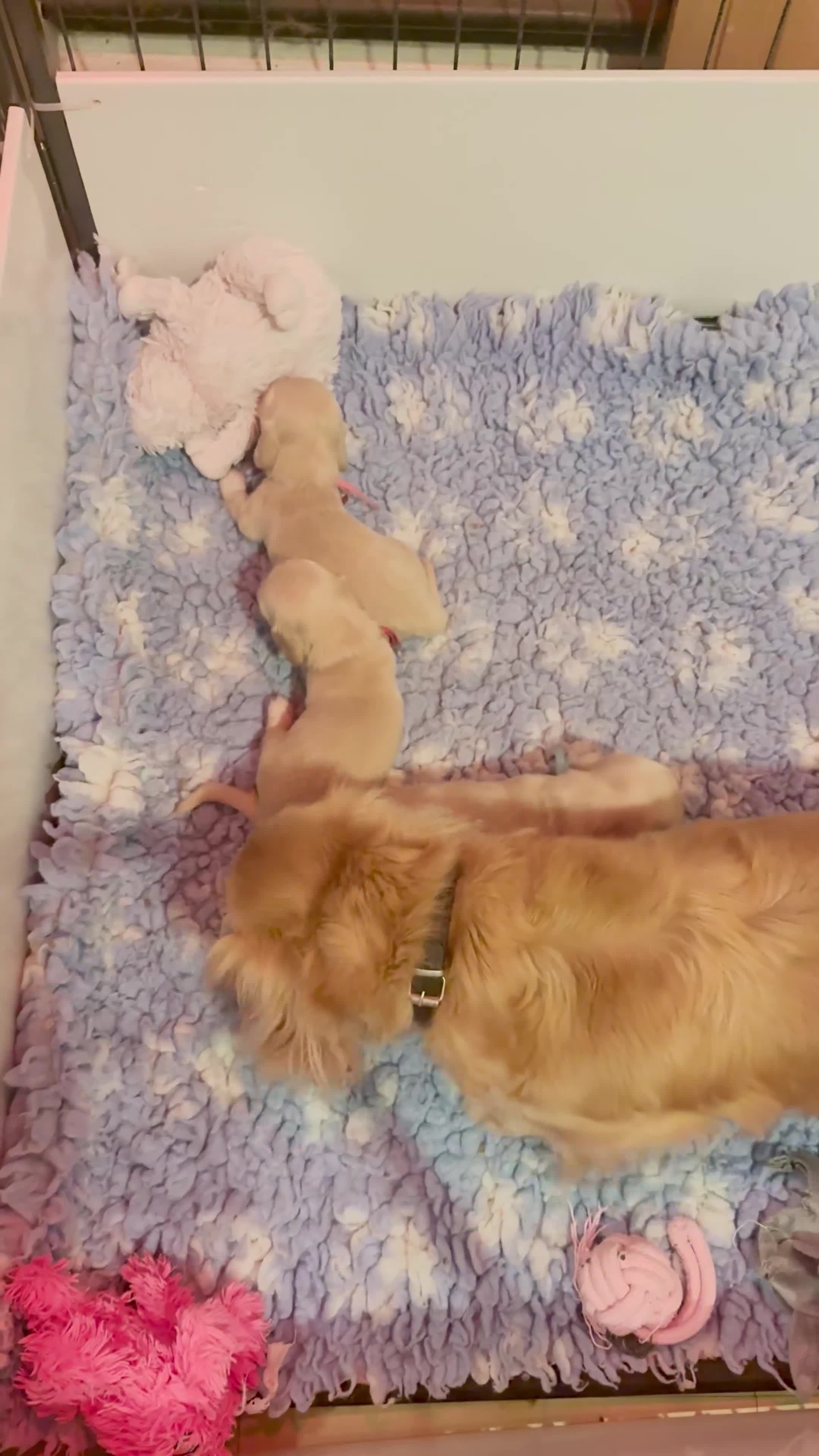 Miniature Dachshund dogs for sale: Cream long haired miniature dachshund puppies  - Video 1