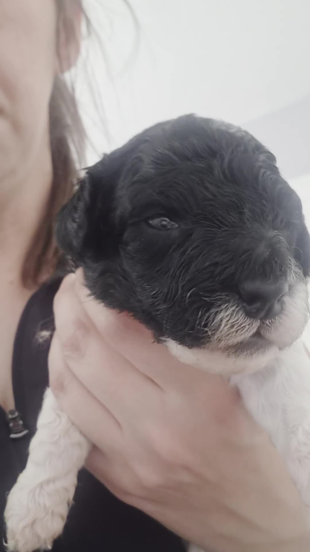 Cockapoo dogs for sale: 2 boy cockapoos left - Video 3