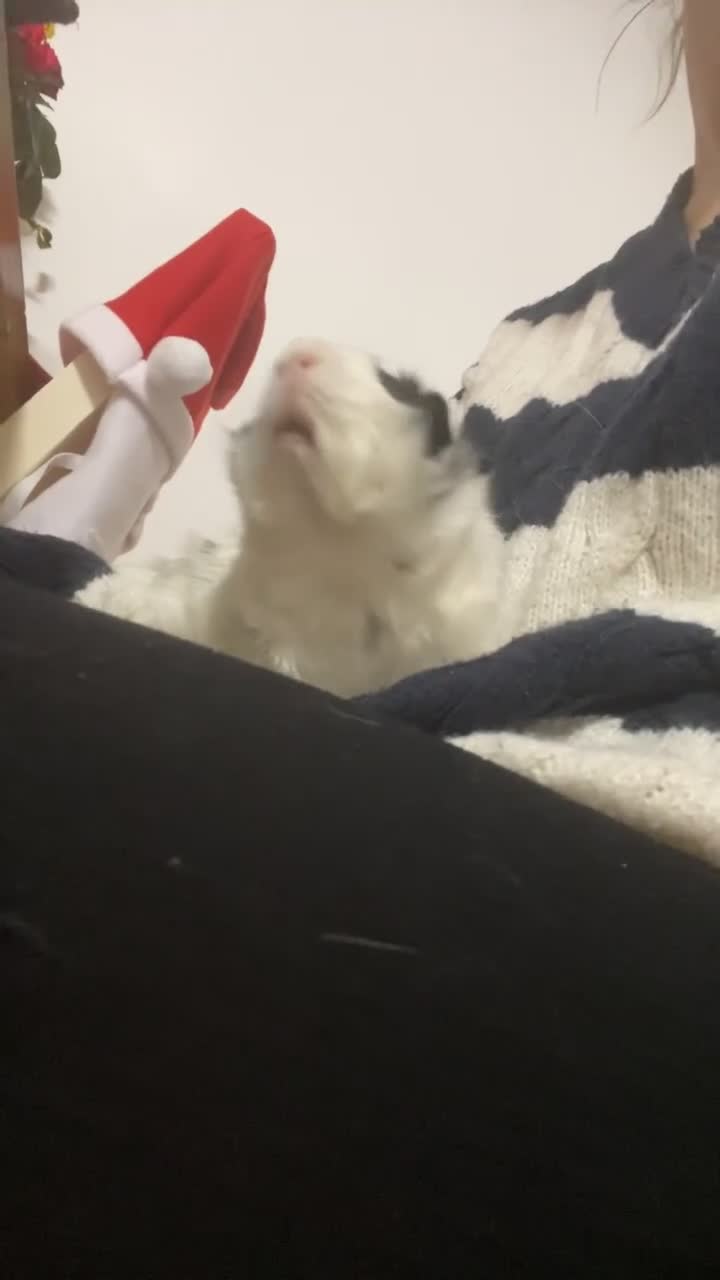 Guinea Pig rodents for sale: Two beautiful male guinea pigs  to rehome  - Video 2