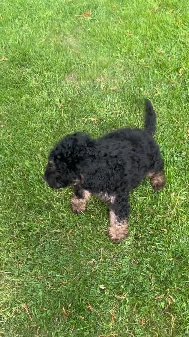 Cockapoo dogs for sale: F1 toy Cockapoo  - Video 1