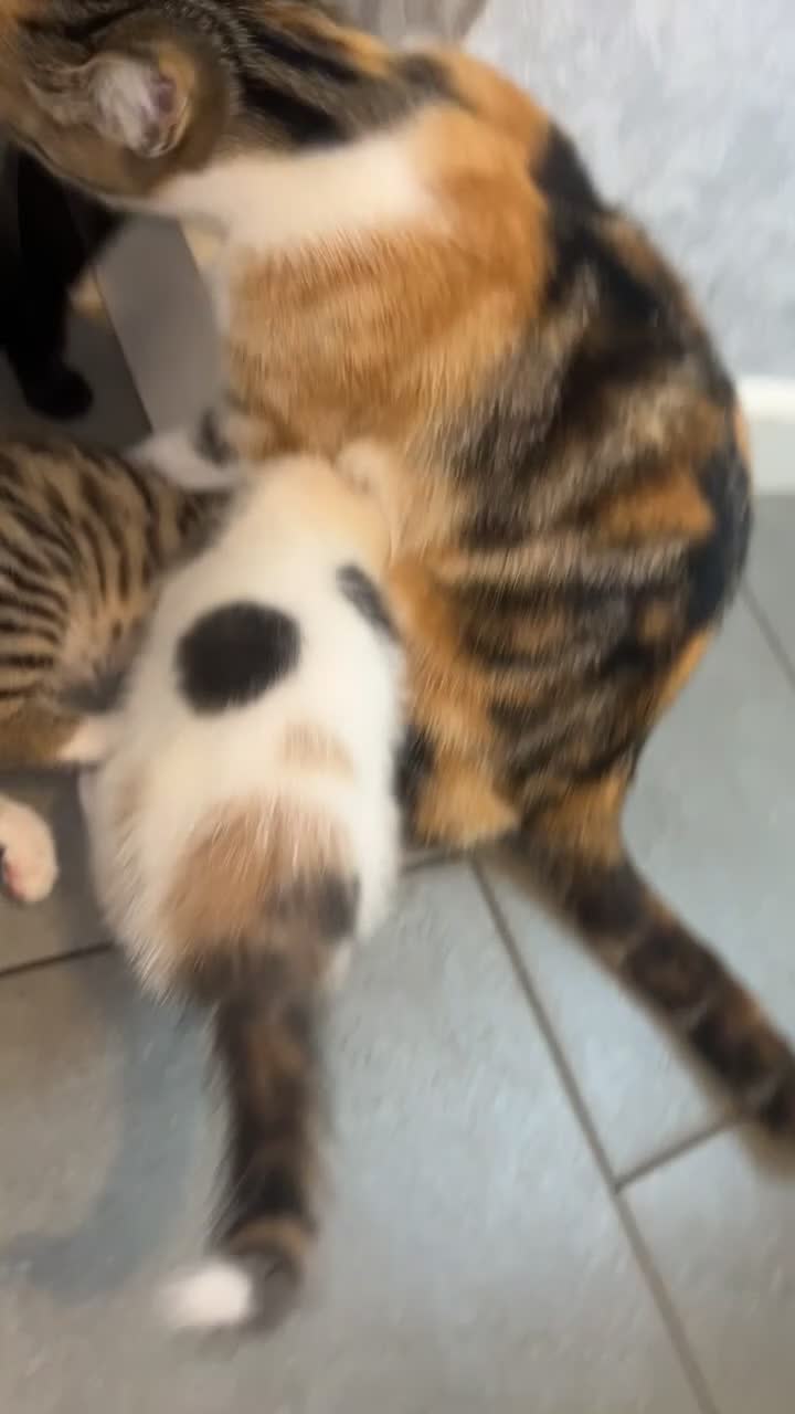 British Shorthair cats for sale: One female kitten for sale - Video 1