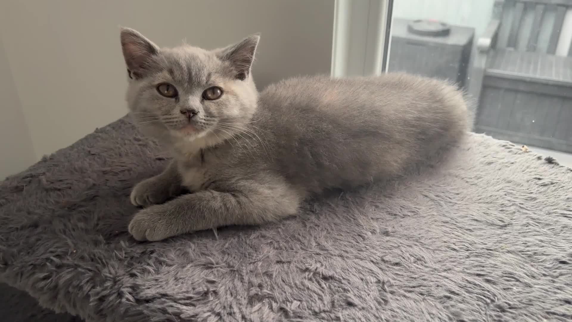 British Shorthair cats for sale: LAST ONE READY NOW BRITISH SHORTHAIR TICA Reg in Preston - Video 1