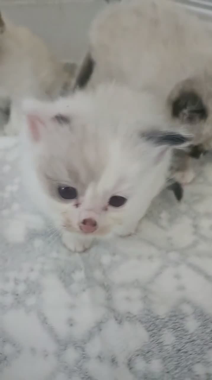 Ragdoll cats for sale: Ragdoll kittens Ready in 4 weeks in Birkenhead - Video 1