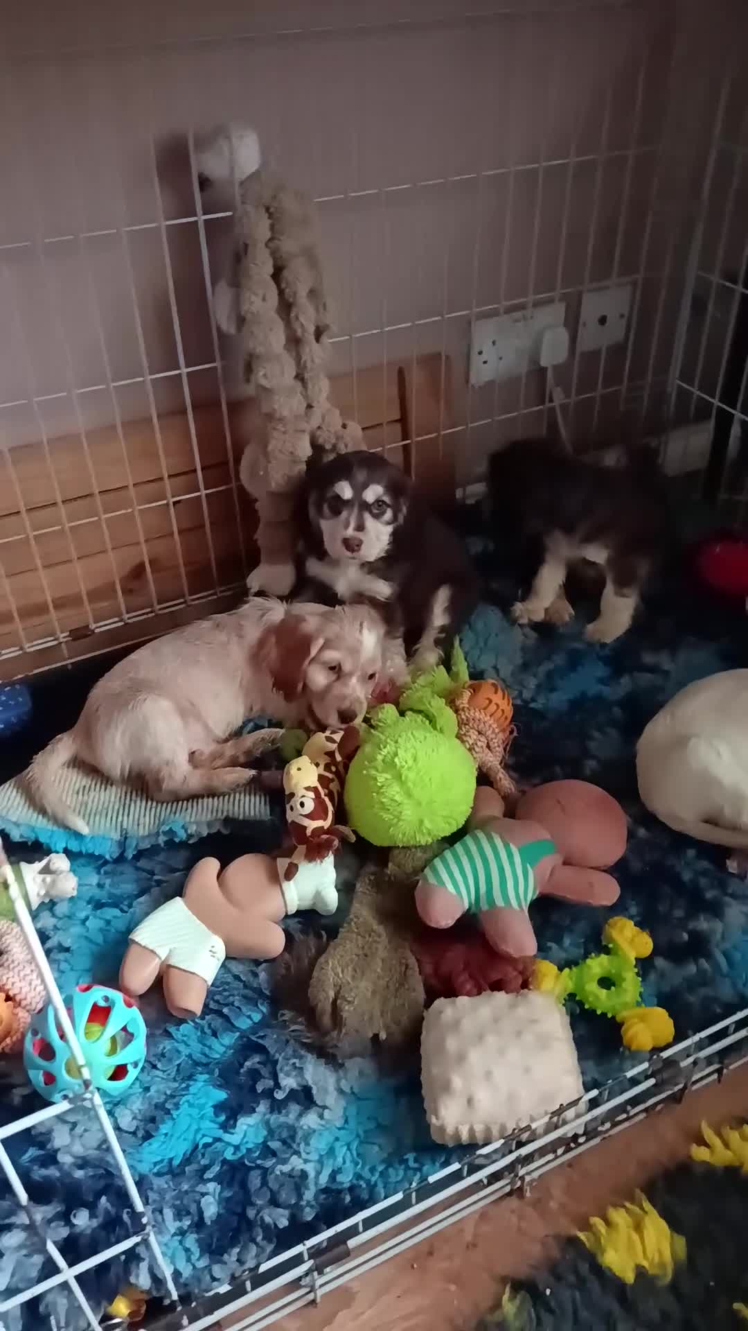 Cocker Spaniel dogs for sale: Cocker spaniel puooys - Video 1