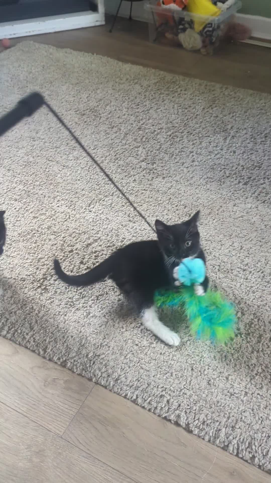 Mixed Breed cats for sale: 2 beautiful black and white kittens - Video 1