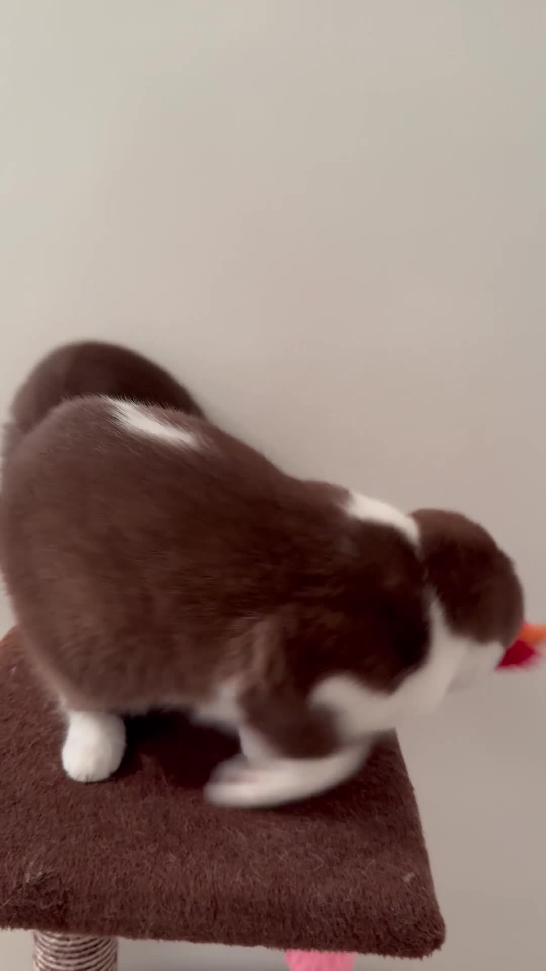British Shorthair cats for sale: Pure Bred British Short Hair Love   - Video 2