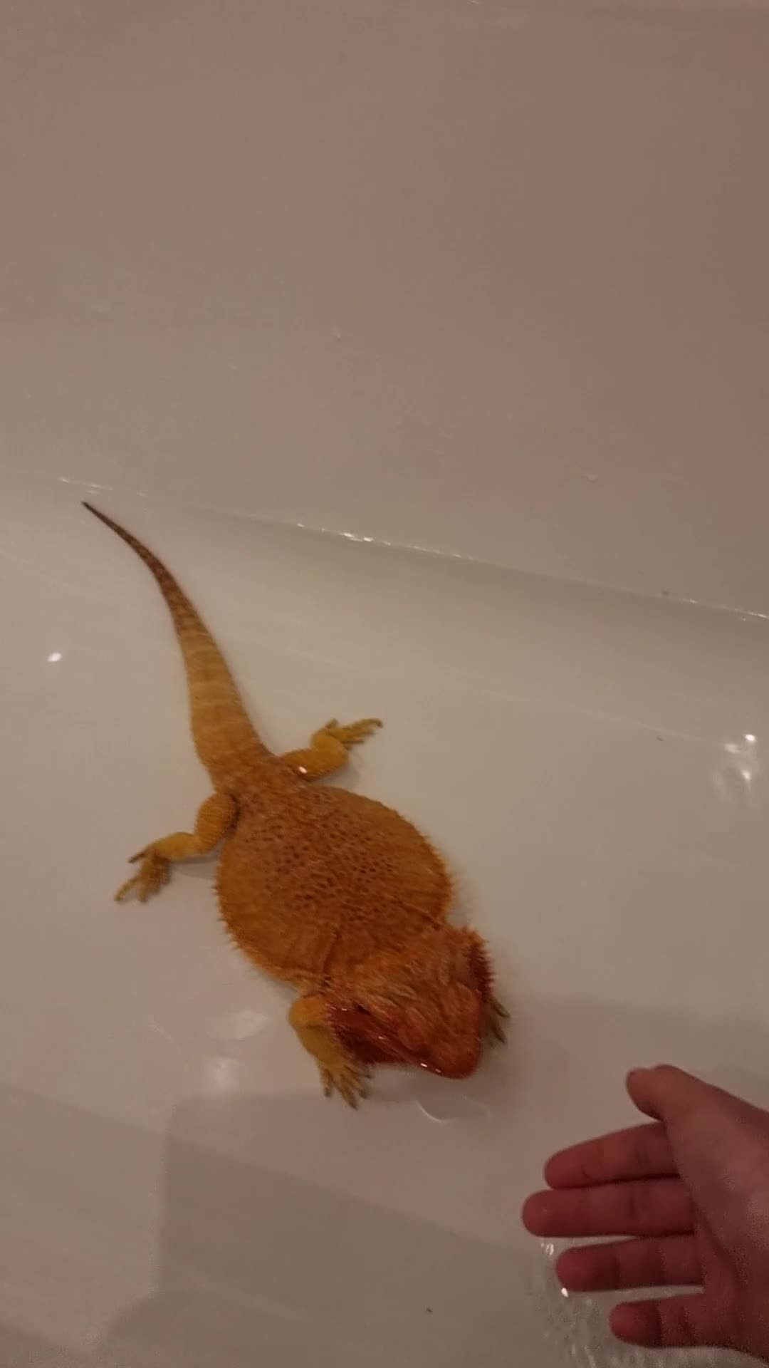 Bearded Dragon reptiles for sale: Bearded dragon and setup looking to be rehomed - Video 1