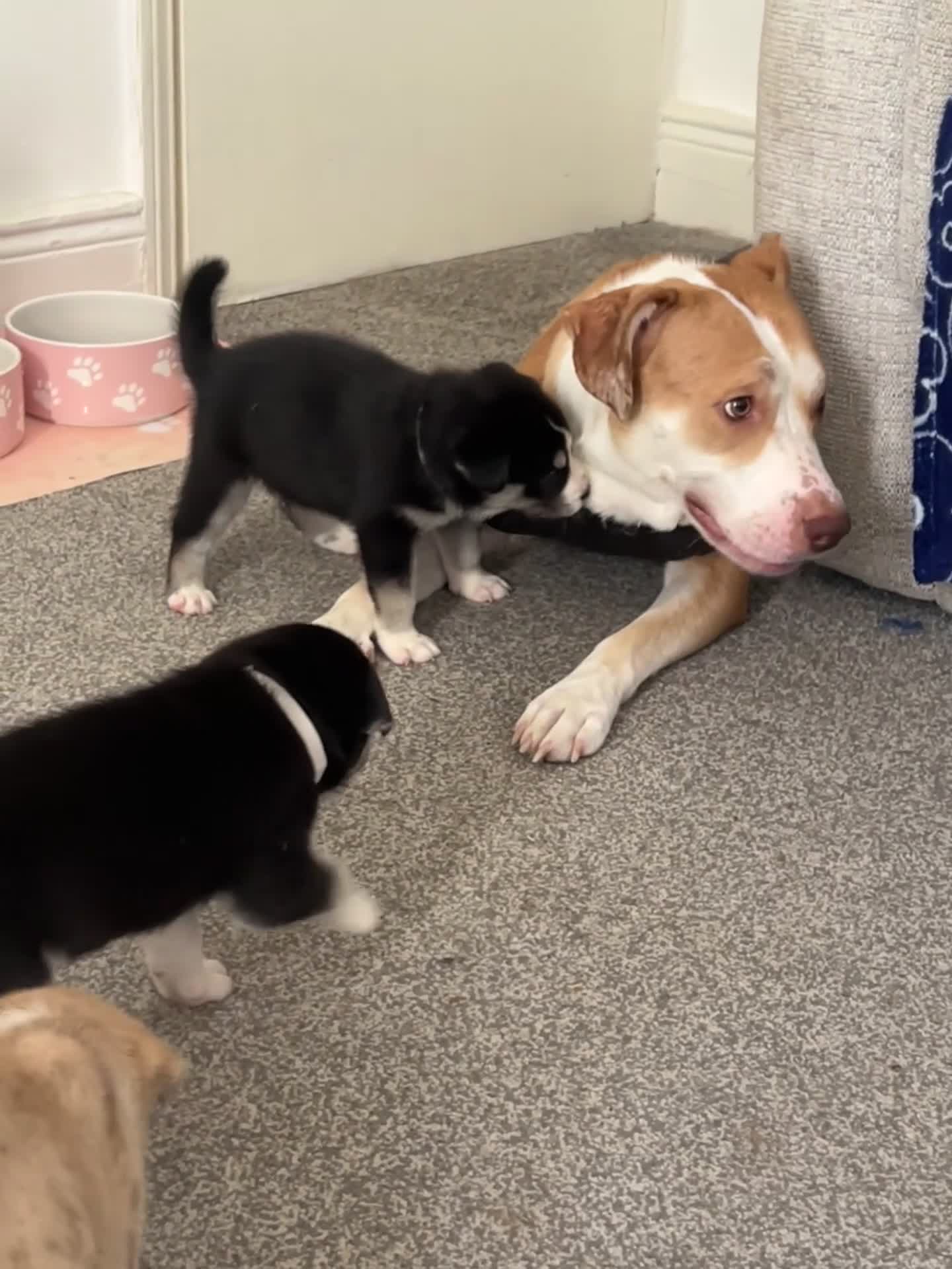 Siberian Husky dogs for sale: Husky cross pups! - Video 2