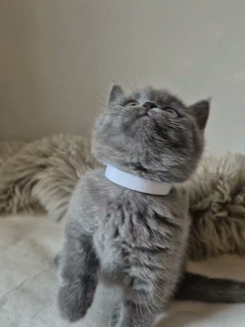 British Shorthair cats for sale: Lovely GCCF British Shorthair Kittens  - Video 1